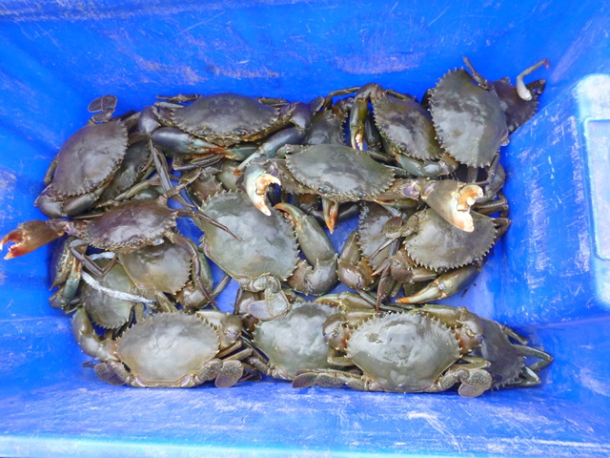 Over 20,000 trout cod were recently released into the Macquarie River at three locations downstream of Bathurst.